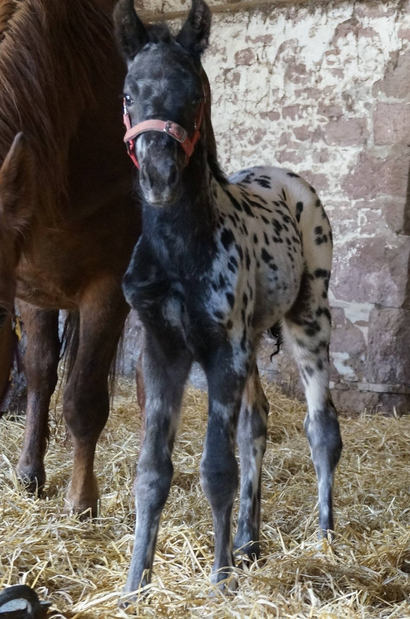 Part Bred Irish Draught Foal